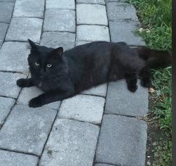 Lost Male Cat last seen Lakedale Dr., Lawrence Township, NJ 08648