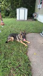 Reunited Male Dog last seen Near Sorrel Dr, O'Fallon, MO 63368