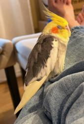 Lost Male Bird last seen Lomita elementary school, San Bruno, CA 94066