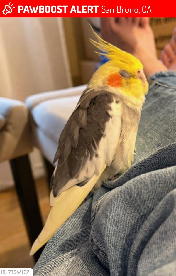 Lost Male Bird last seen Lomita elementary school, San Bruno, CA 94066