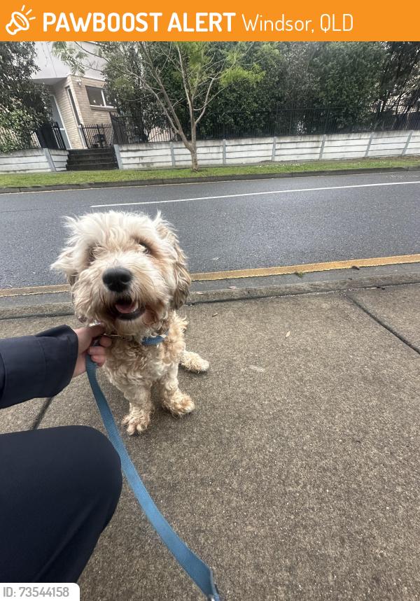 Found/Stray Male Dog last seen Windsor train station, Windsor, QLD 4030