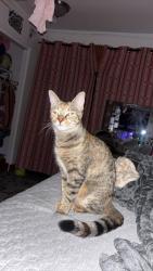 Lost Female Cat last seen Last seen around 7/11, not too far from home on Lawndale, Grayling, MI 49738