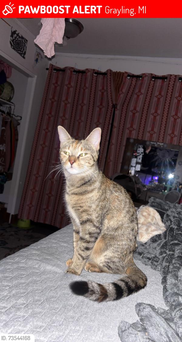 Lost Female Cat last seen Last seen around 7/11, not too far from home on Lawndale, Grayling, MI 49738