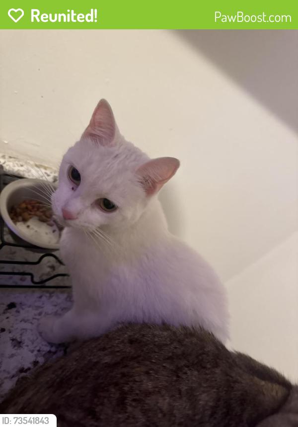 Reunited Female Cat last seen Near Howard st butler Pa 16001, Butler, PA 16001