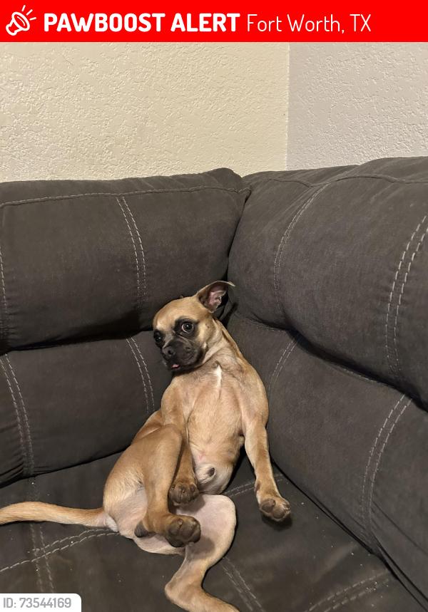 Lost Male Dog last seen Por Monticello …..oh frente de la escuela NHM, Fort Worth, TX 76107
