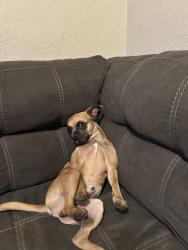 Lost Male Dog last seen Por Monticello …..oh frente de la escuela NHM, Fort Worth, TX 76107