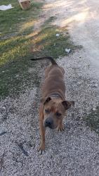 Reunited Male Dog last seen Near near vfw, Belton, TX 76513