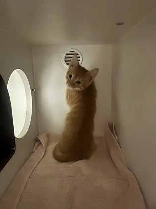 Shelter Stray Unknown Cat last seen Falls Church, VA. 22041. Vista Dr/Glen Carlyn Dr, Fairfax County, VA, 4500 West Ox Rd, Fairfax, VA 22030, USA