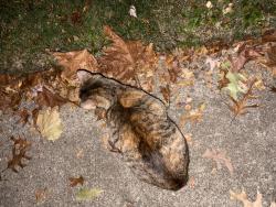 Found/Stray Unknown Cat last seen Gardenia & N Blair, Royal Oak, MI 48067