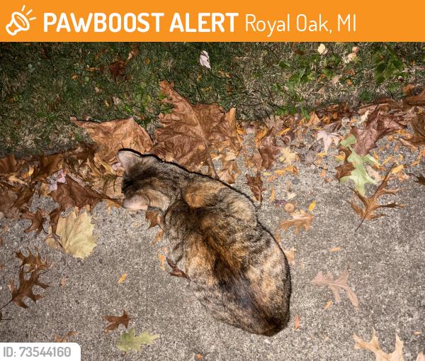Found/Stray Unknown Cat last seen Gardenia & N Blair, Royal Oak, MI 48067