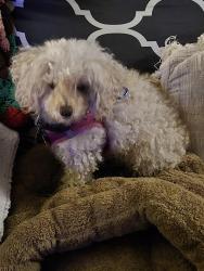 Reunited Female Dog last seen Through backyard of Timberlane going toward Pepperwood, Solon, OH 44139