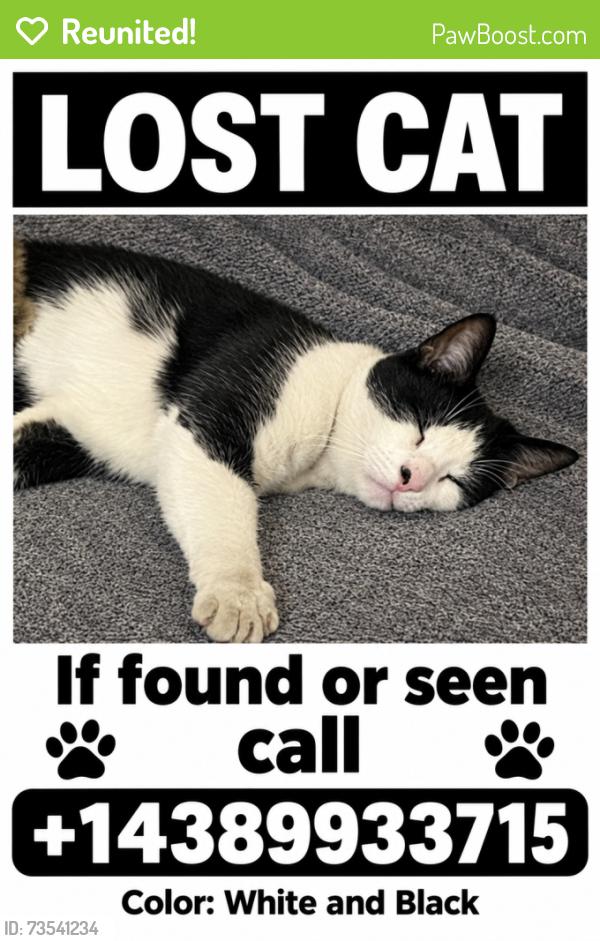 Reunited Male Cat last seen Avenue Trent, Côte Saint-Luc, QC 