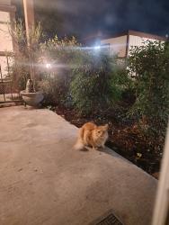 Found/Stray Unknown Cat last seen 30th St, San Bernardino, CA, San Bernardino, CA 92405