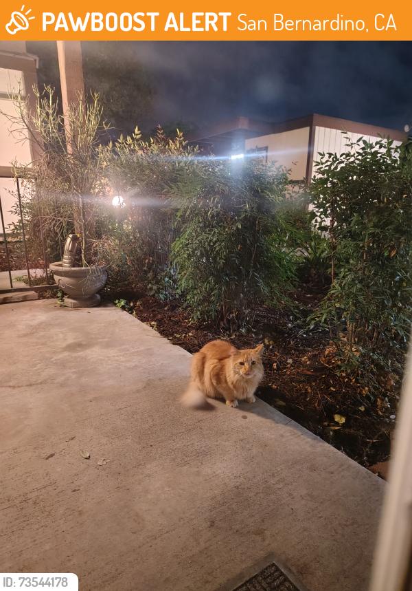 Found/Stray Unknown Cat last seen 30th St, San Bernardino, CA, San Bernardino, CA 92405