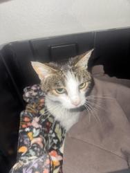 Found/Stray Unknown Cat last seen Shamrock, Tara Hills, CA 94806