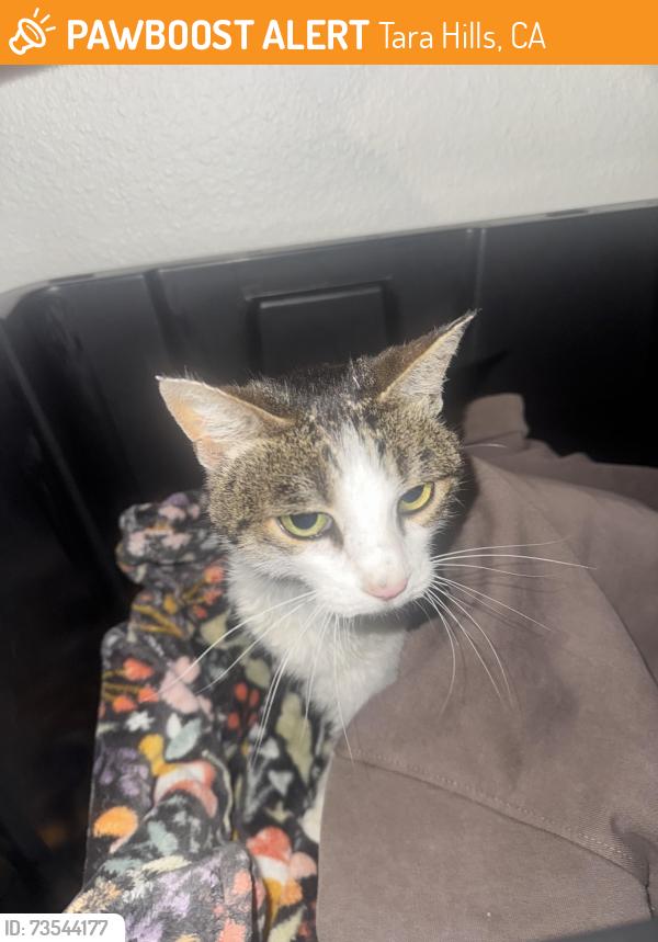 Found/Stray Unknown Cat last seen Shamrock, Tara Hills, CA 94806