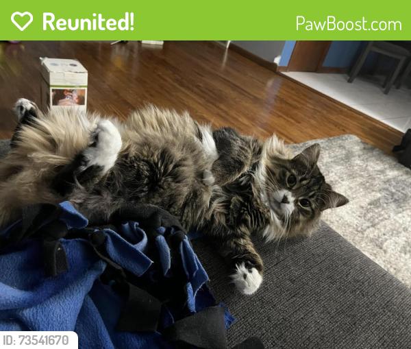 Reunited Female Cat last seen Mercy hosp, Coon Rapids, MN 55433