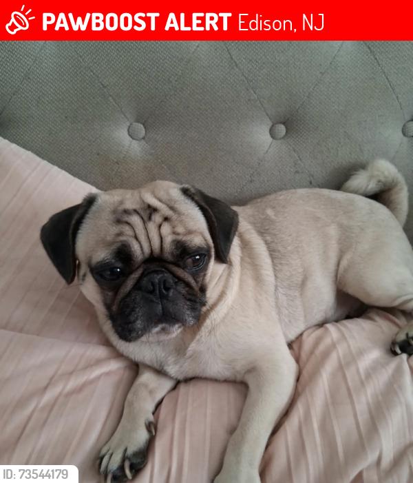 Lost Male Dog last seen Edison nearby Walgreens, Edison, NJ 08840