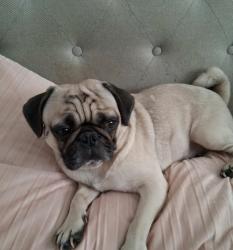 Lost Male Dog last seen Edison nearby Walgreens, Edison, NJ 08840
