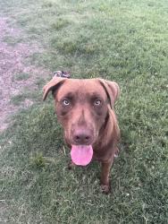 Lost Male Dog last seen sperry, Sperry, OK 74073
