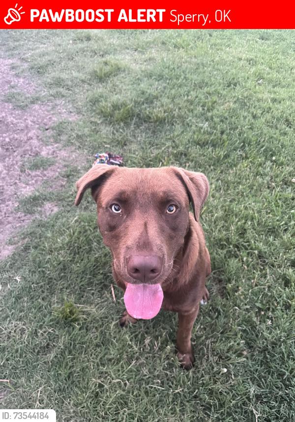 Lost Male Dog last seen sperry, Sperry, OK 74073