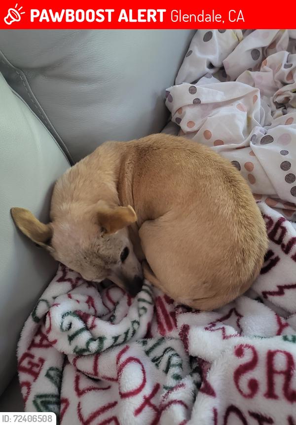 Lost Female Dog last seen western ave, Glendale, CA 91201