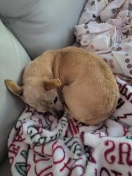 Lost Female Dog last seen western ave, Glendale, CA 91201
