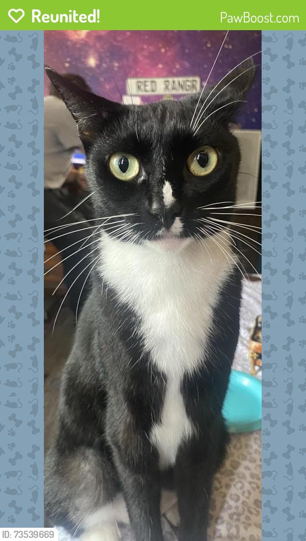Reunited Female Cat last seen Ivy rd and downs, Oceanside, CA 92054