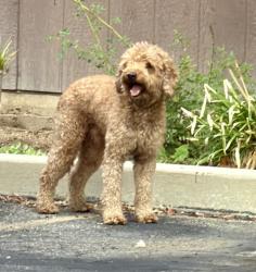 Reunited Male Dog last seen Winnetka, Los Angeles, CA 91306