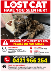 Lost Female Cat last seen Anytime fitness, Travancore, Travancore, VIC 3031