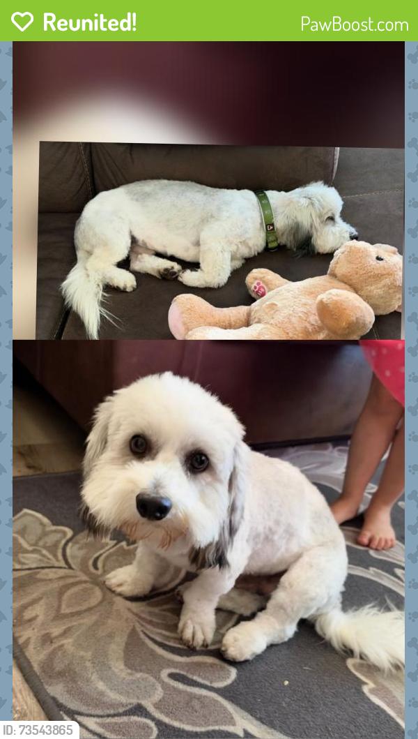 Reunited Female Dog last seen Barrydale St & Willow Ave, La Puente, West Covina, CA 91790