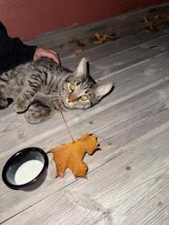 Found/Stray Male Cat last seen Edward & emery st east, London, ON N6C 2C7