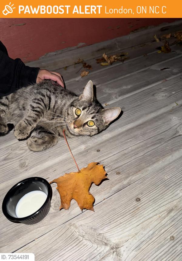 Found/Stray Male Cat last seen Edward & emery st east, London, ON N6C 2C7