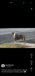 Found/Stray Female Dog last seen Cutting blvd, Richmond, CA 94804