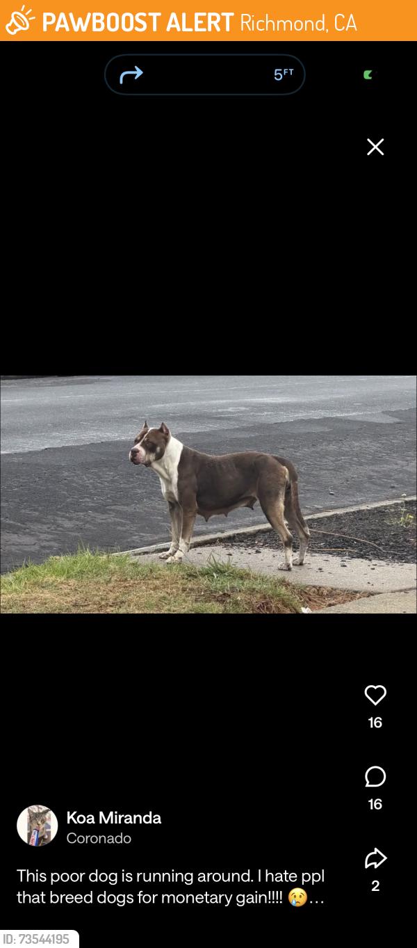 Found/Stray Female Dog last seen Cutting blvd, Richmond, CA 94804