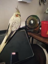 Lost Female Bird last seen Near ave n 4th st hoostier parking lot, St. Petersburg, FL 33714