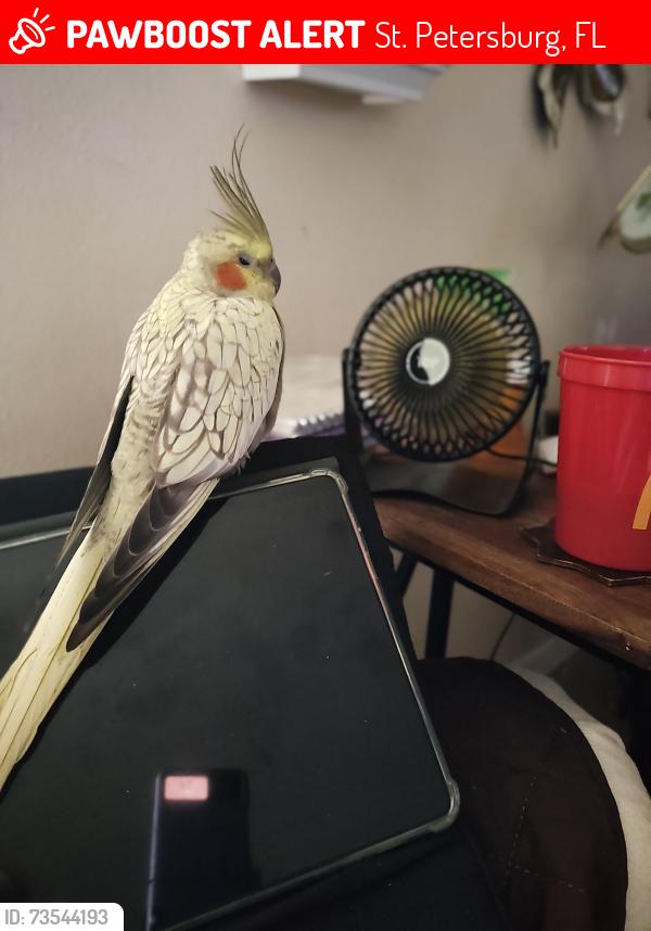 Lost Female Bird last seen Near ave n 4th st hoostier parking lot, St. Petersburg, FL 33714