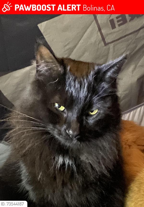 Lost Female Cat last seen Big mesa, Bolinas, CA 94924