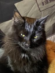 Lost Female Cat last seen Big mesa, Bolinas, CA 94924