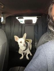 Reunited Male Dog last seen 23rd Ave and osborn, Phoenix, AZ 85015
