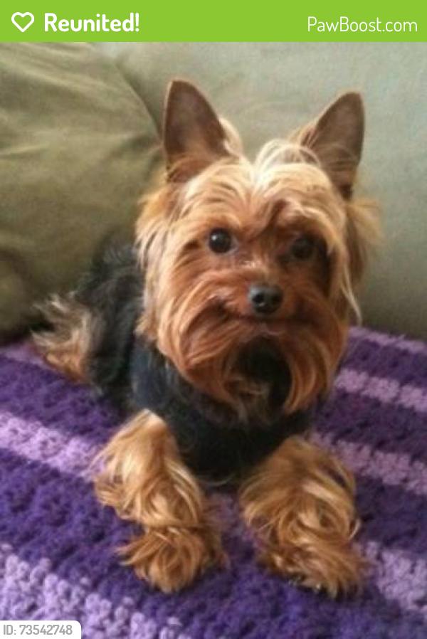 Reunited Male Dog last seen Elm Lane & Hickory, Etna, PA 15223