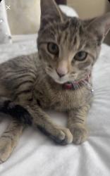 Lost Female Cat last seen Near bentsen palm park got lost in emory trail, Mission, TX 78572