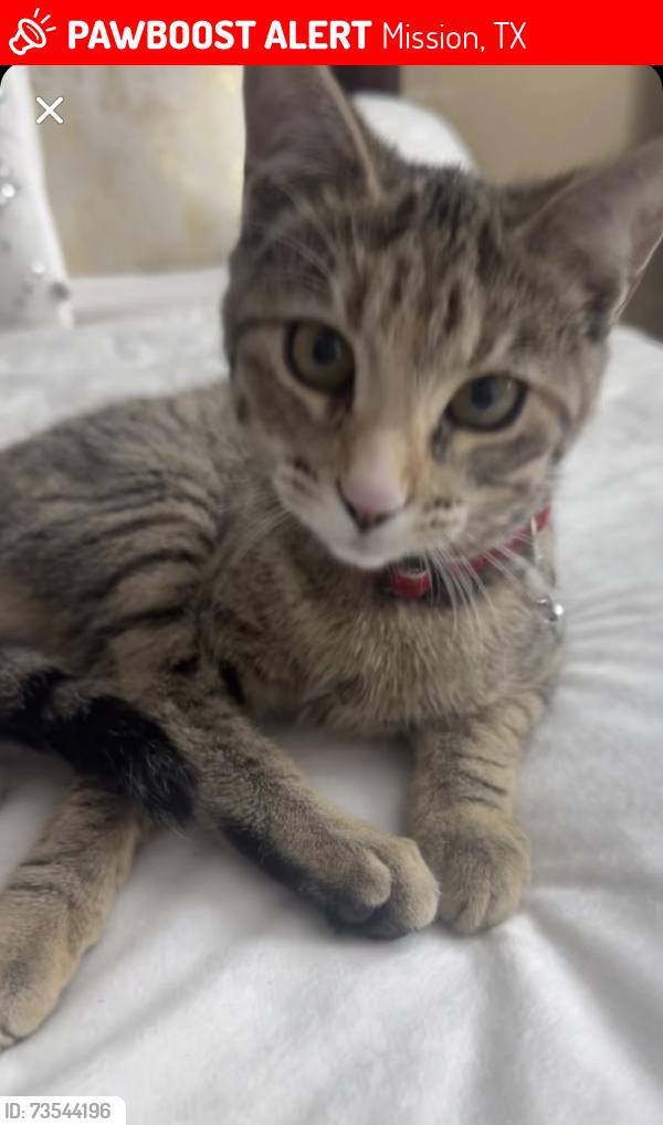 Lost Female Cat last seen Near bentsen palm park got lost in emory trail, Mission, TX 78572