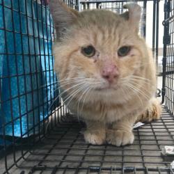 Shelter Stray Male Cat last seen , 361 S Raymond Ave, Pasadena, CA 91105, USA