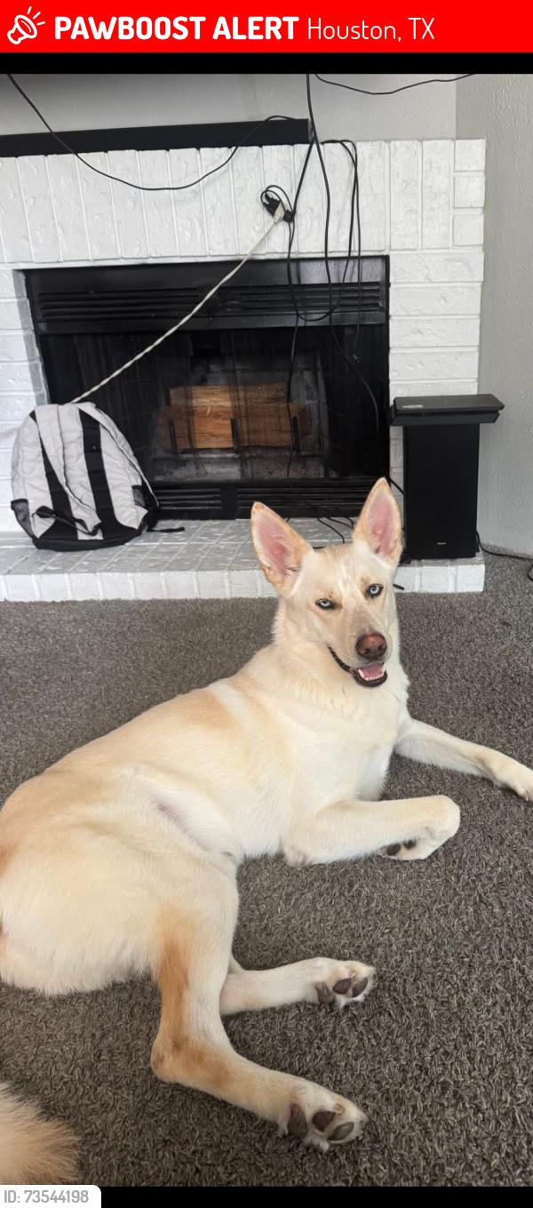 Lost Male Dog last seen Near Cook rd 77072, Houston, TX 77072