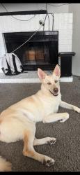 Lost Male Dog last seen Near Cook rd 77072, Houston, TX 77072