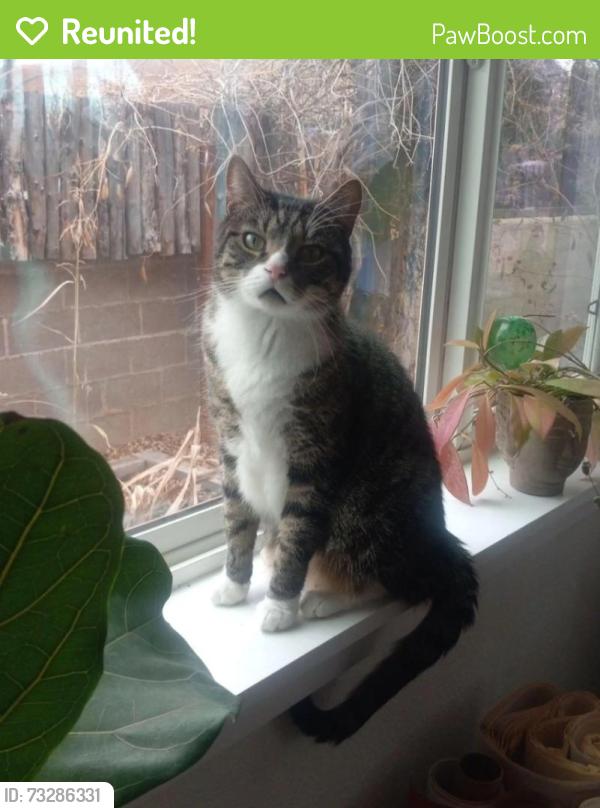 Reunited Male Cat last seen Sierra Pl NE & Ridgeley Ave NE, Albuquerque, NM 87108