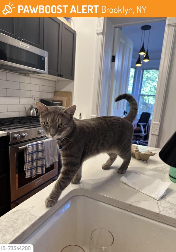 Found/Stray Male Cat last seen Near Halsey Street, Brooklyn, NY 11216