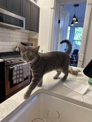 Found/Stray Male Cat last seen Near Halsey Street, Brooklyn, NY 11216