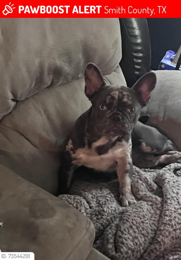 Lost Female Dog last seen Red fern rd, Smith County, TX 75703